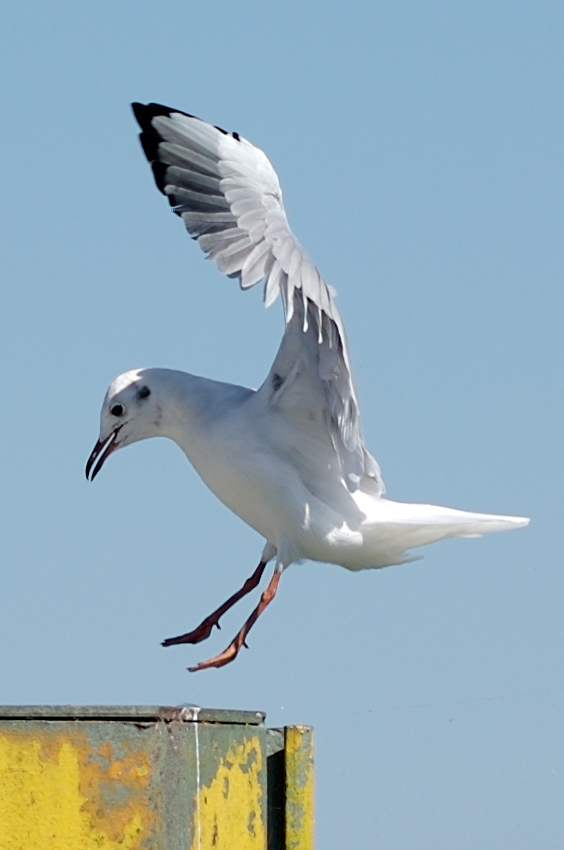 Möve im Landeanflug