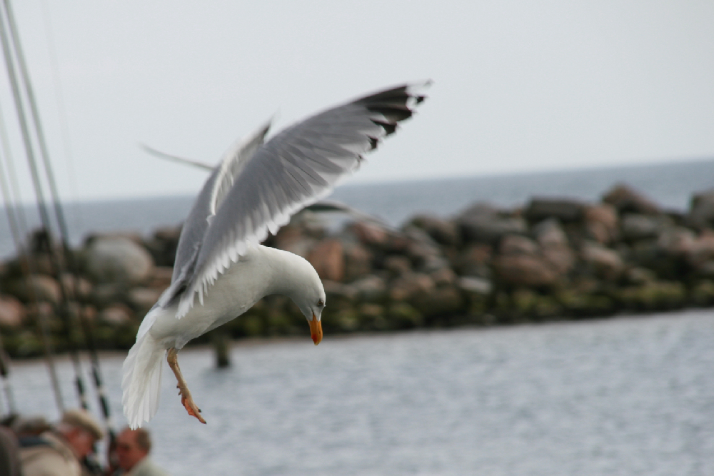 Möve im Landeanflug