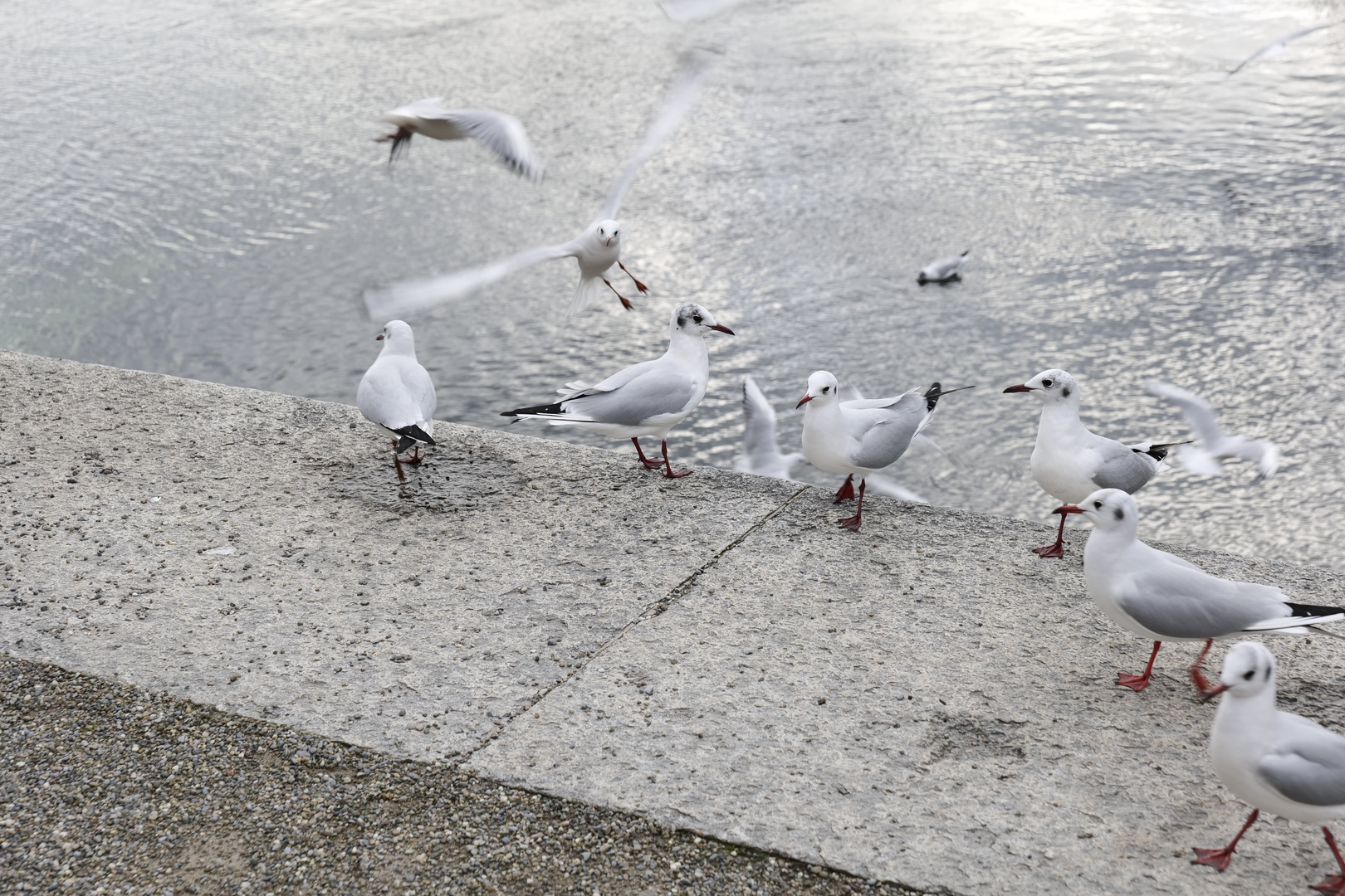 Möve im Landeanflug