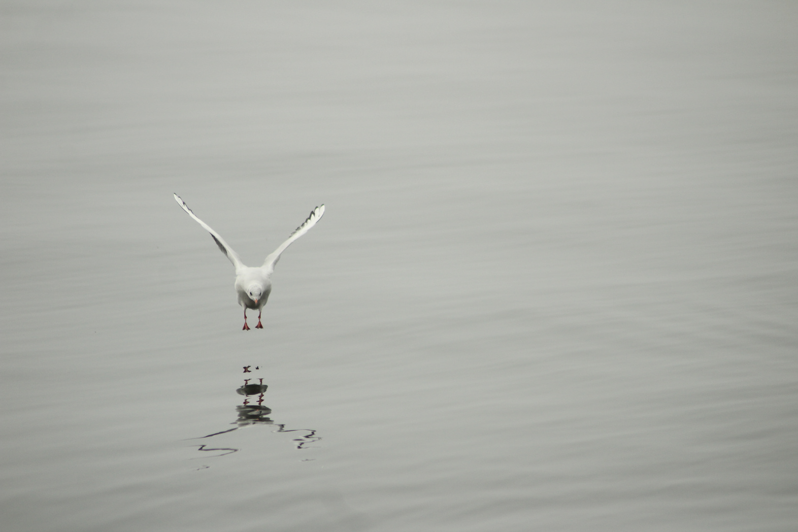 Möve im Nebel