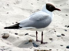 Möve im Sand