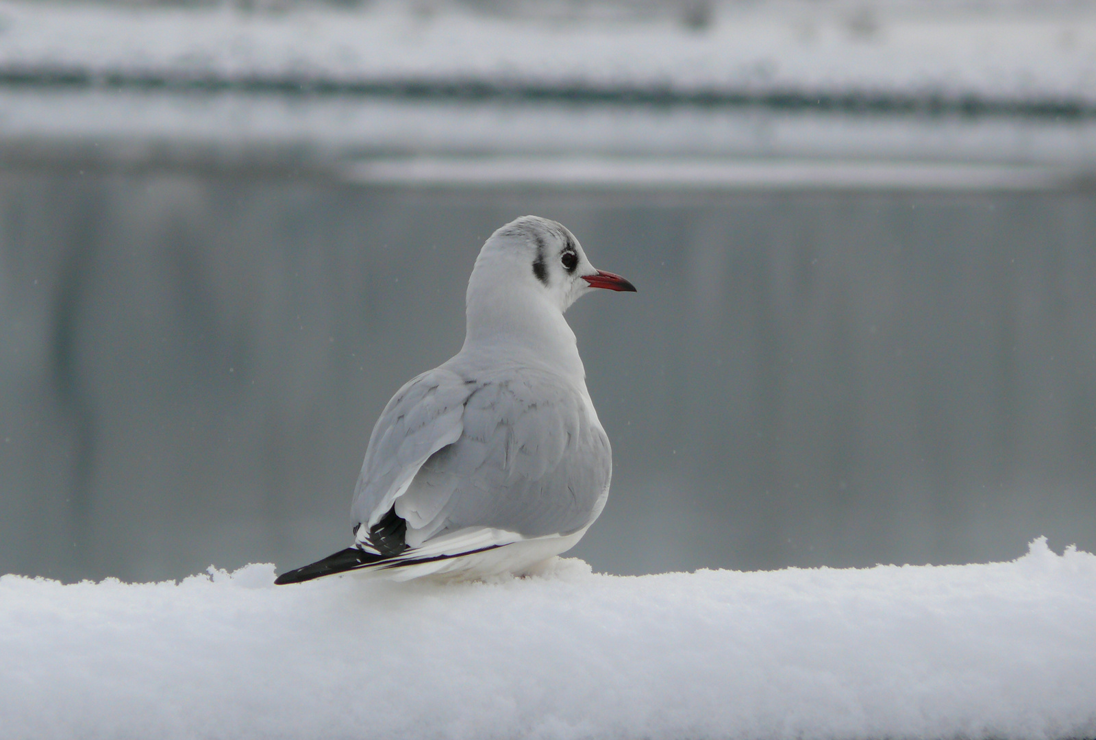 Möve im Schnee