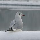 Möve im Schnee