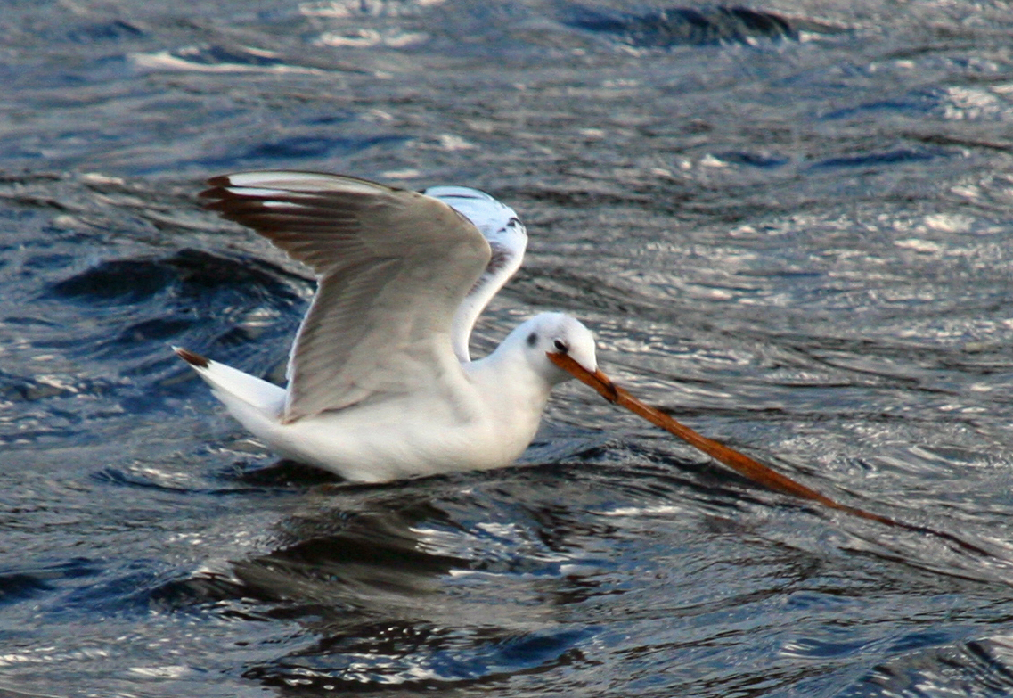 Möve im See