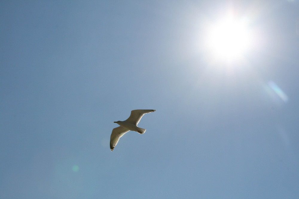 Möve im Sonnenschein