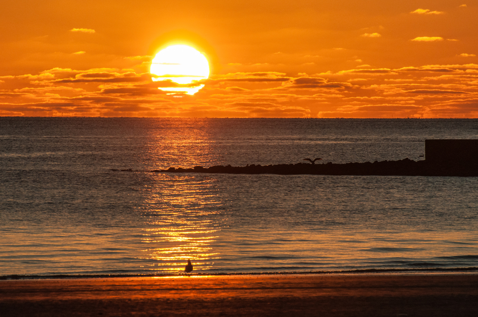 Möve im Sonnenuntergang