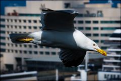 Möve im Vorbeiflug