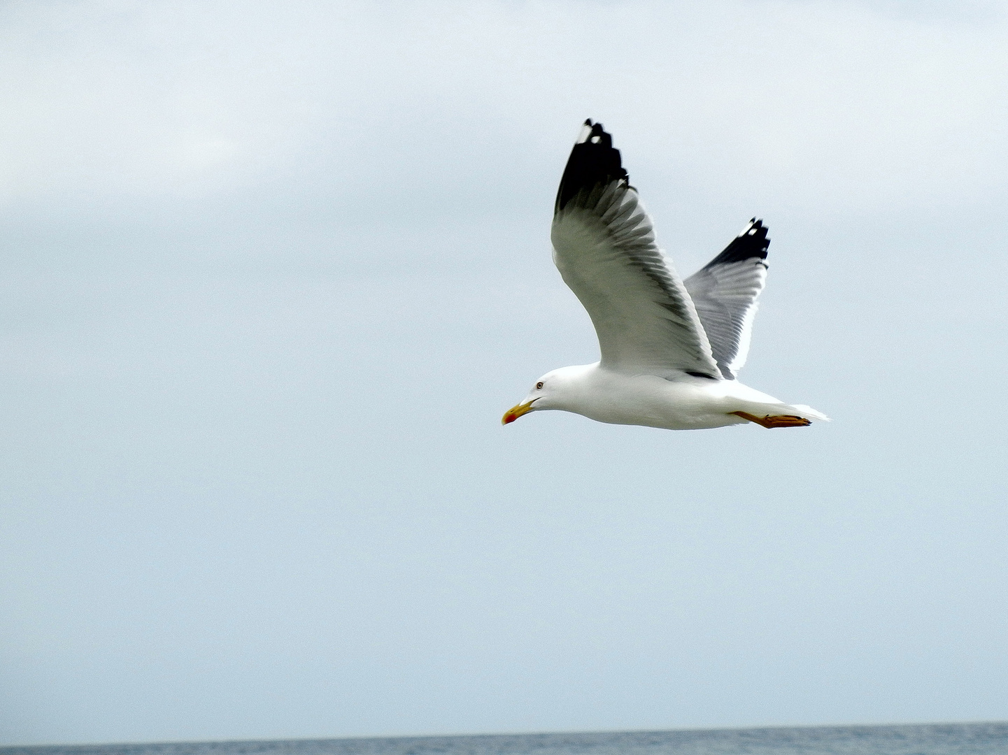 Möve im Vorbeiflug