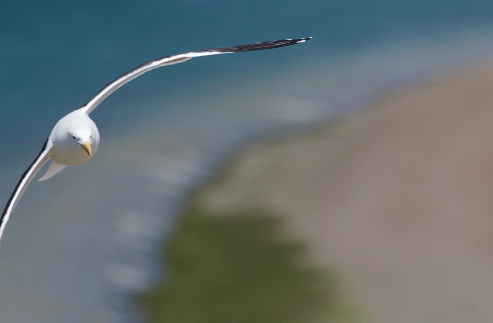 Möve im Vorbeiflug