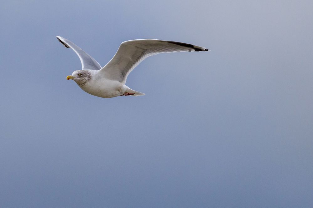 Möve im Wind