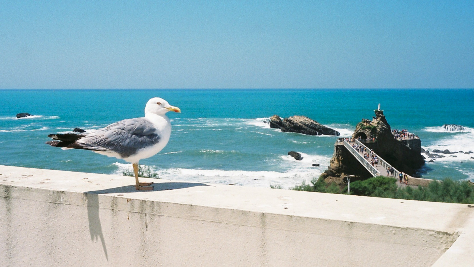 Möve in Biarritz