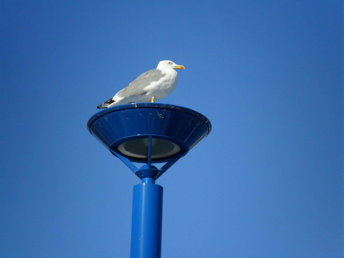 Möve in Blau