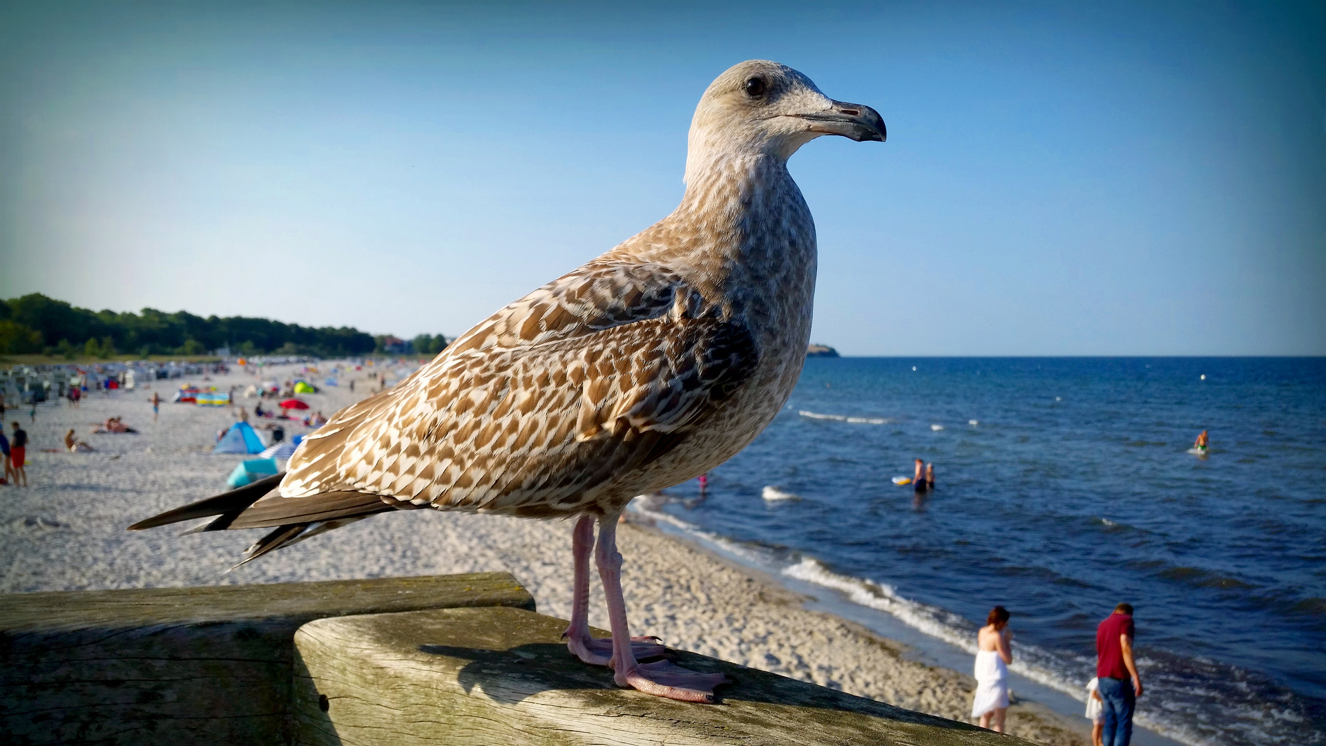 Möve in Boltenhagen