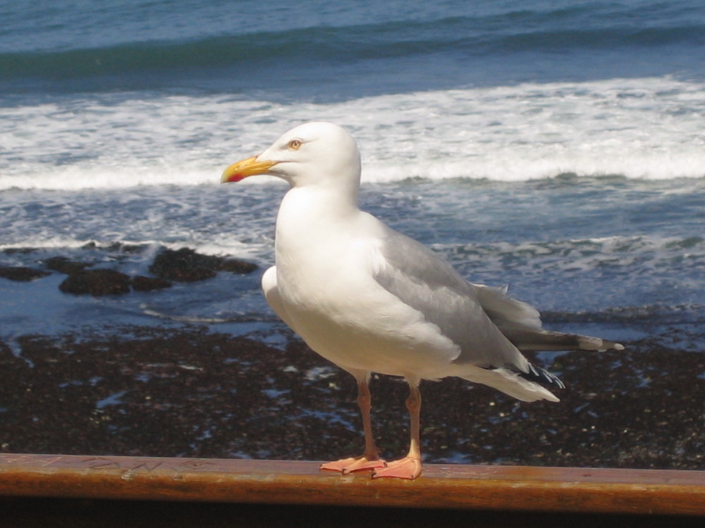 Möve in der Normandie