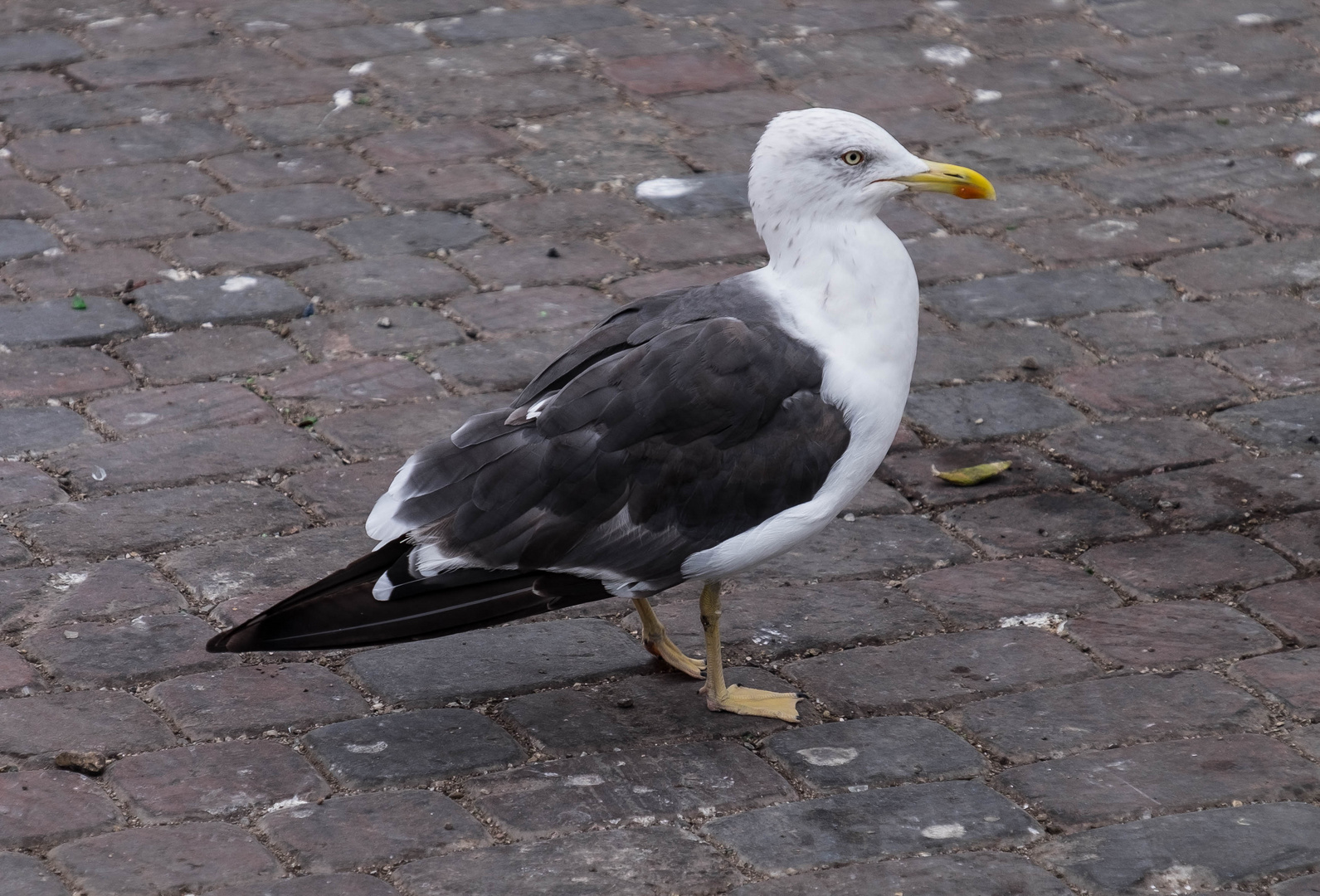 Möve in Marokko