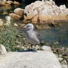 Möve in Monterey Harbour