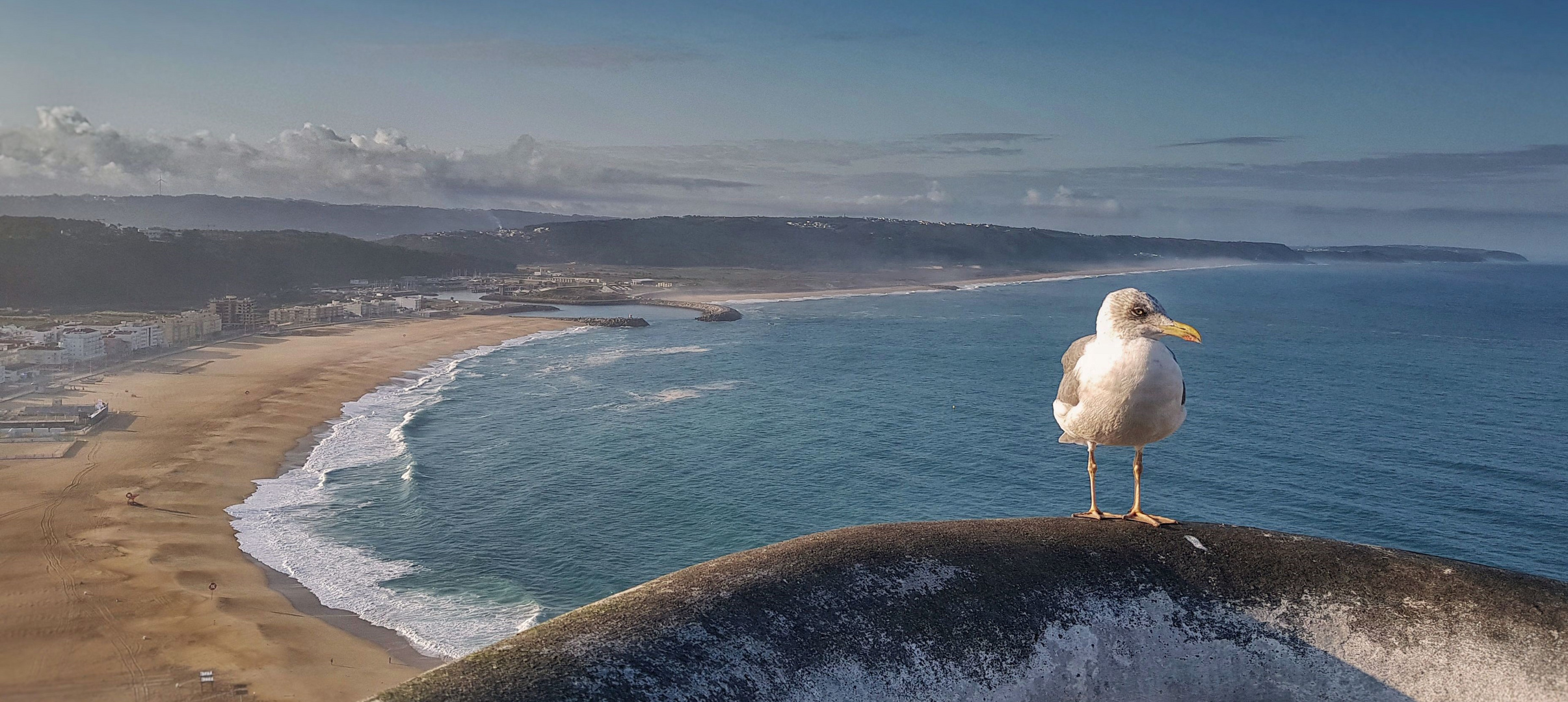 Möve in Nazaré