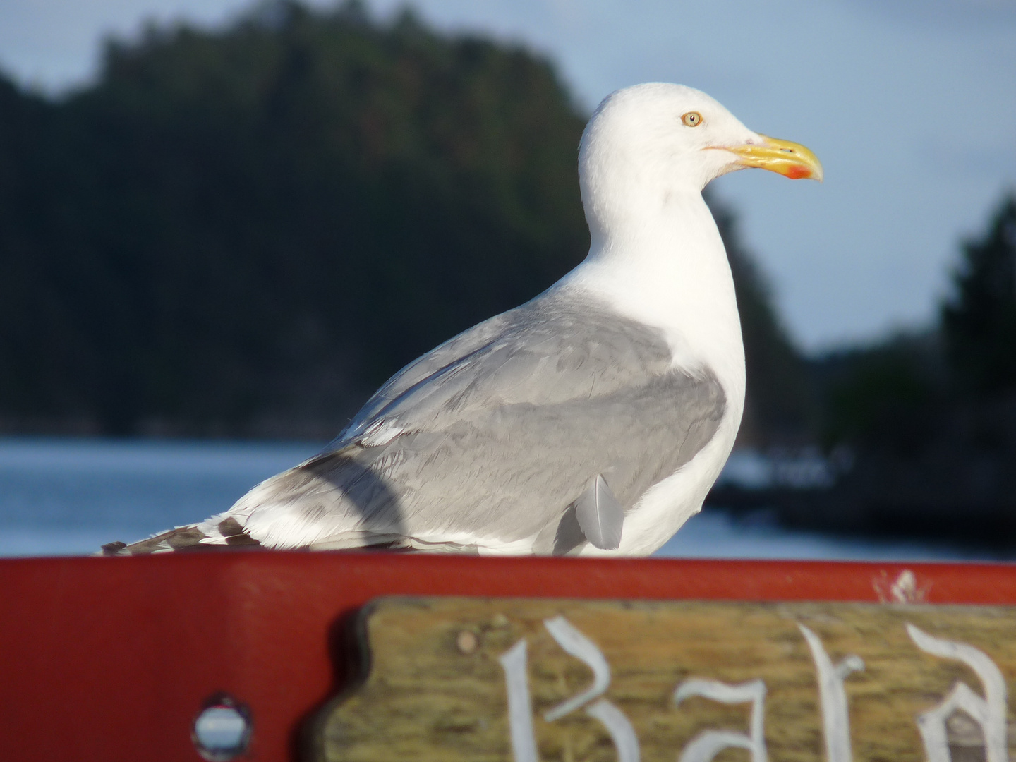 Möve in Norwegen