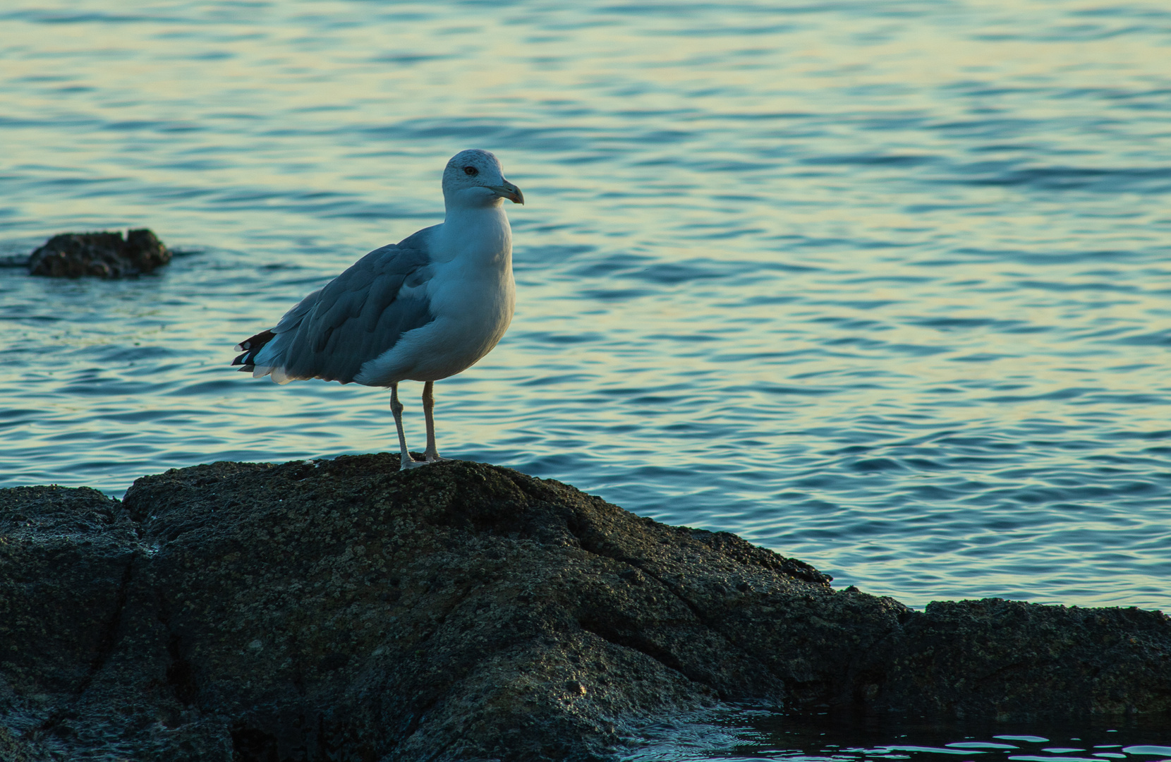 Möve in Rovinj