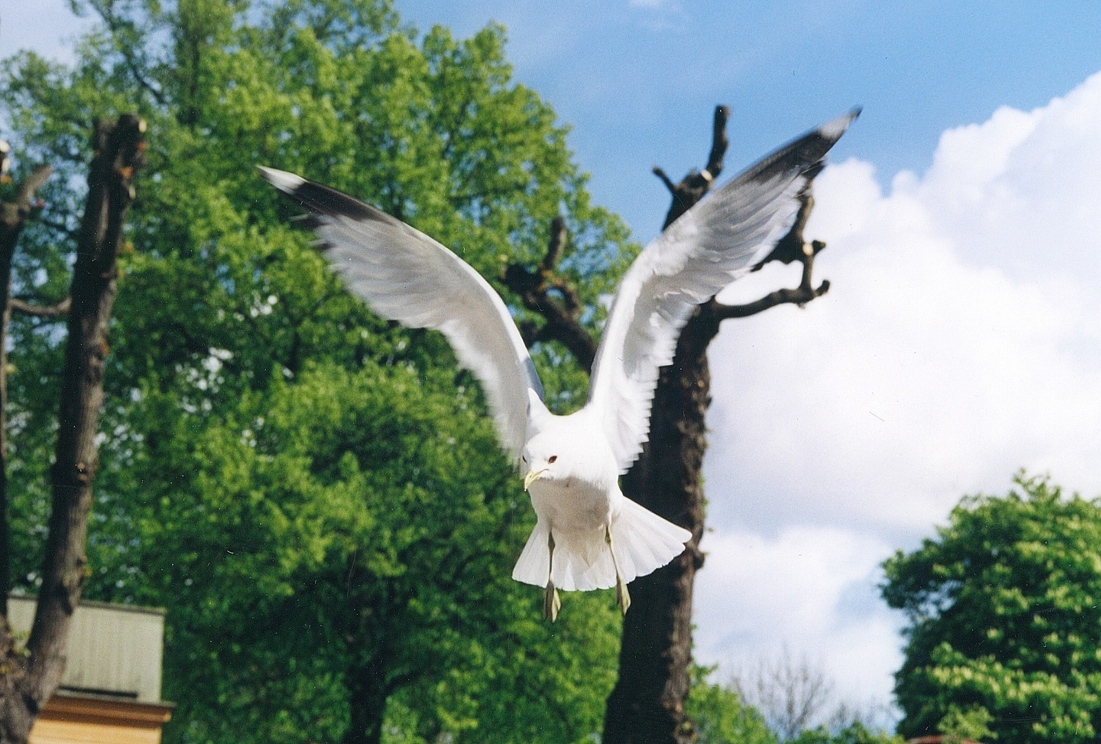 Möve in Werder