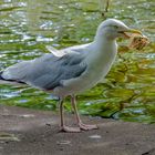 Möve mit kleinem Snack