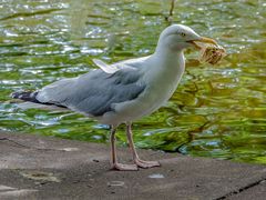 Möve mit kleinem Snack