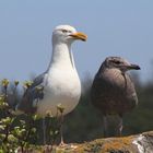 Möve mit Nachwuchs