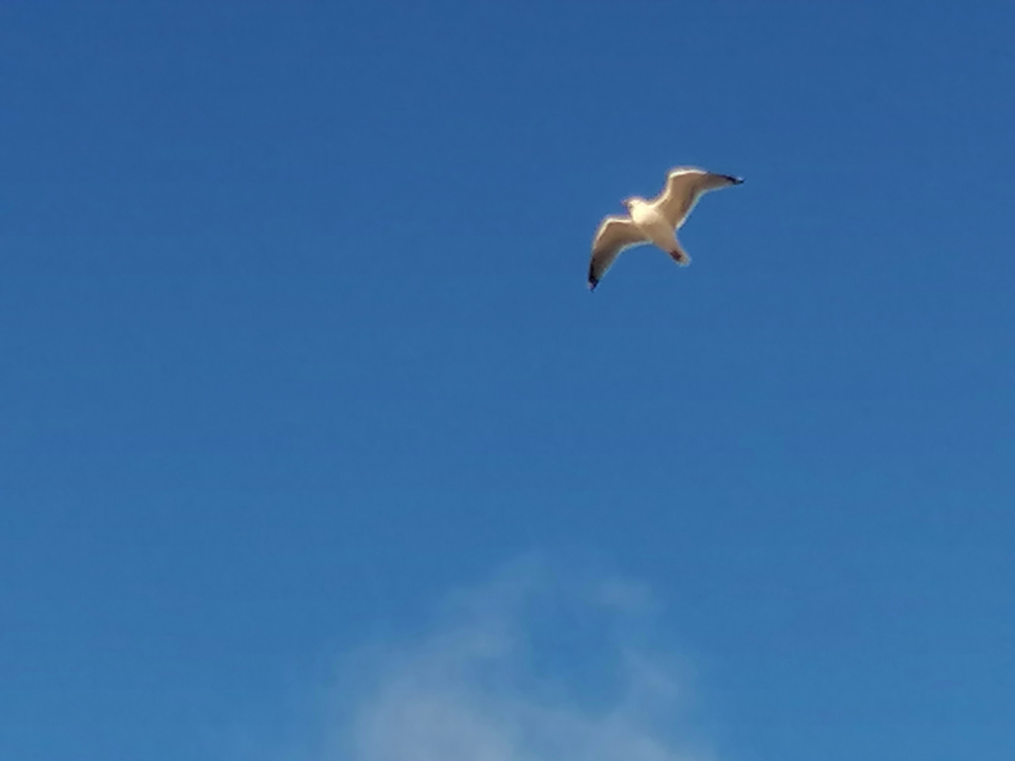 Möve über Borkum