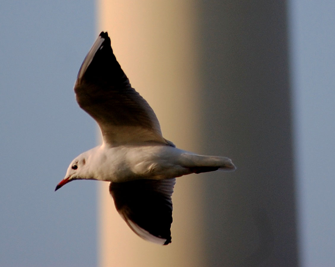 Möve über Bremerhaven