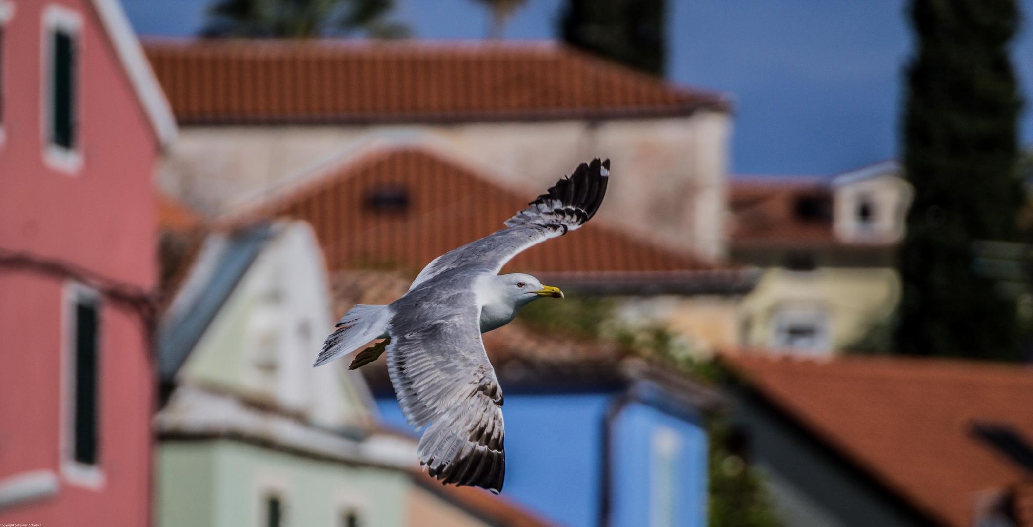 Möve über veli losinj