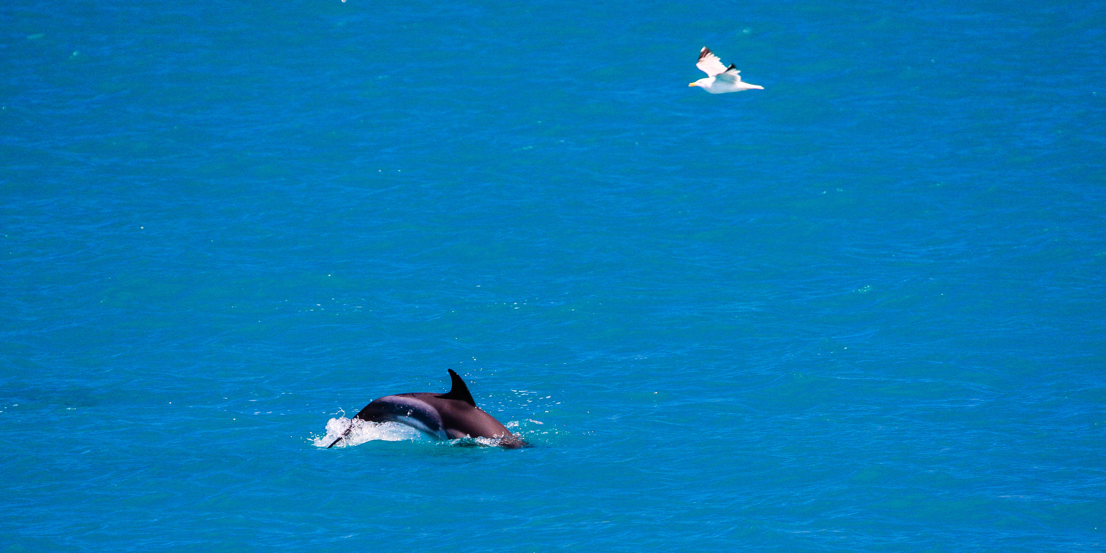 Möve und Delphin...