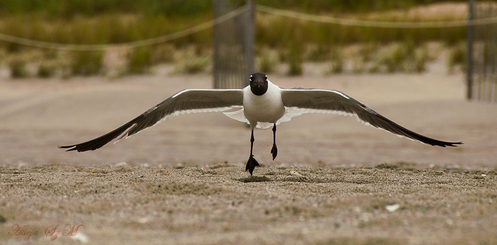 Möve von HoldenBeach /USA/