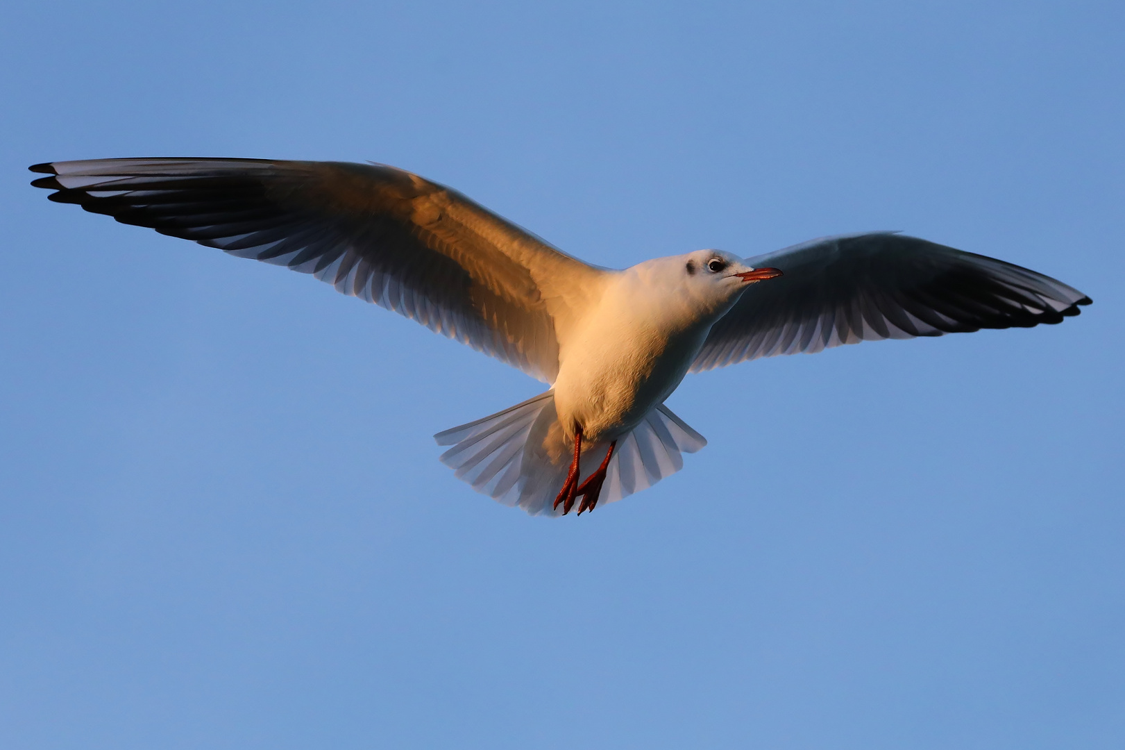 Möve vor Cuxhaven