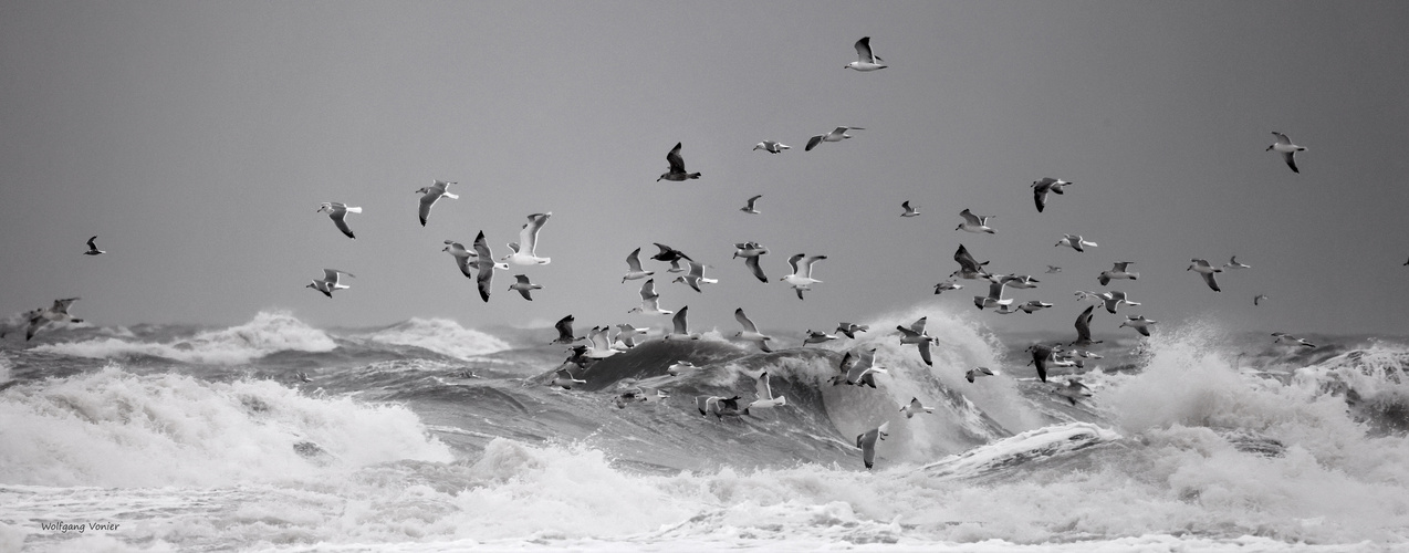 Möven Foto & Bild | tiere, wildlife, wild lebende vögel Bilder auf