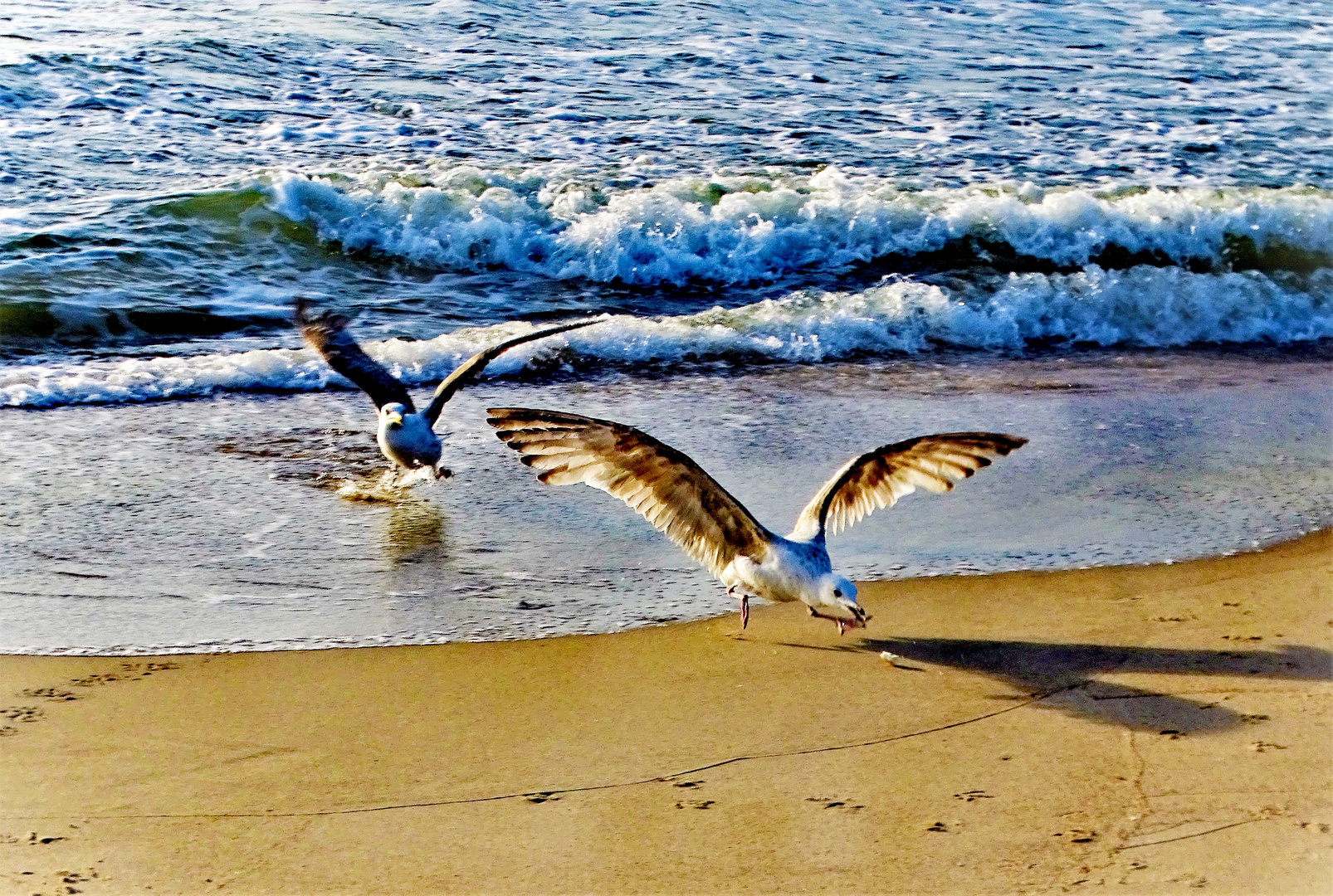Möven Foto & Bild | europe, tiere, wildlife Bilder auf fotocommunity