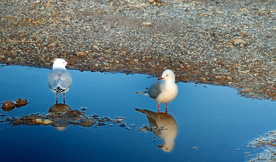 Möven Foto & Bild | tiere, wildlife, wild lebende vögel Bilder auf