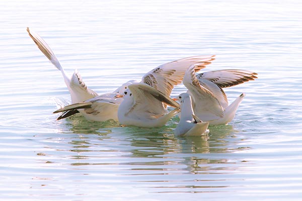 Möven Foto & Bild | tiere, wildlife, wild lebende vögel Bilder auf