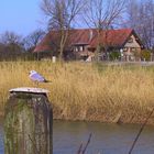 Möven am alten Rhein