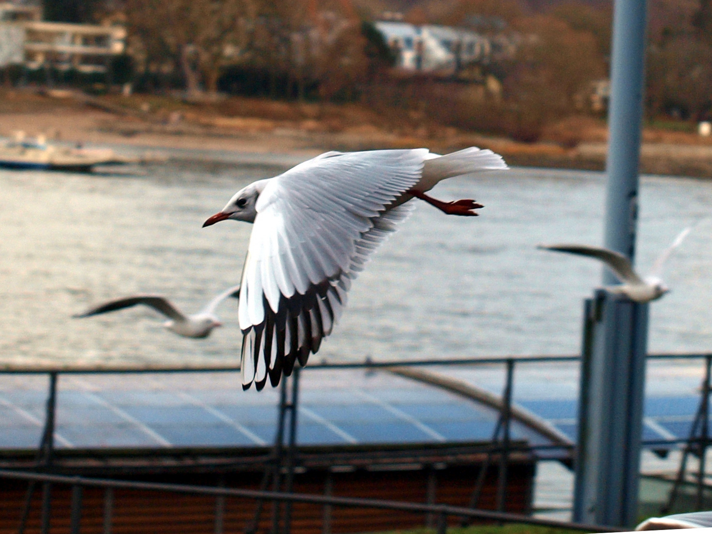 Möven am Rhein