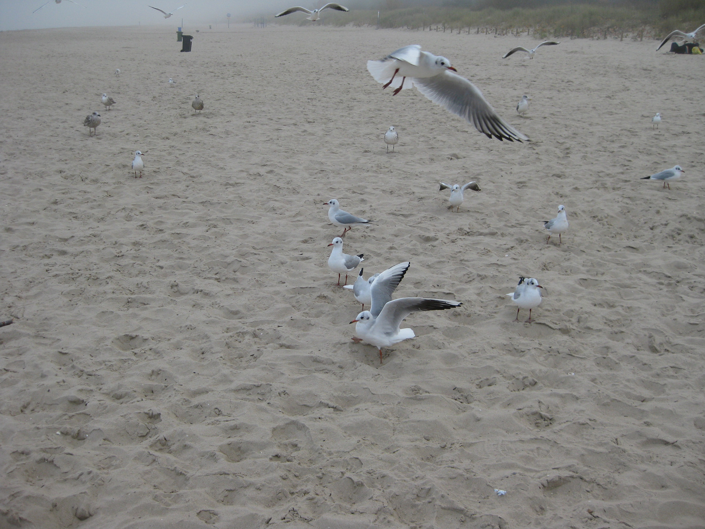 Möven am Strand