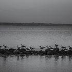 Möven an der Ostsee