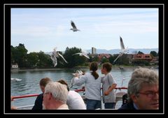 Möven auf dem Bodensee