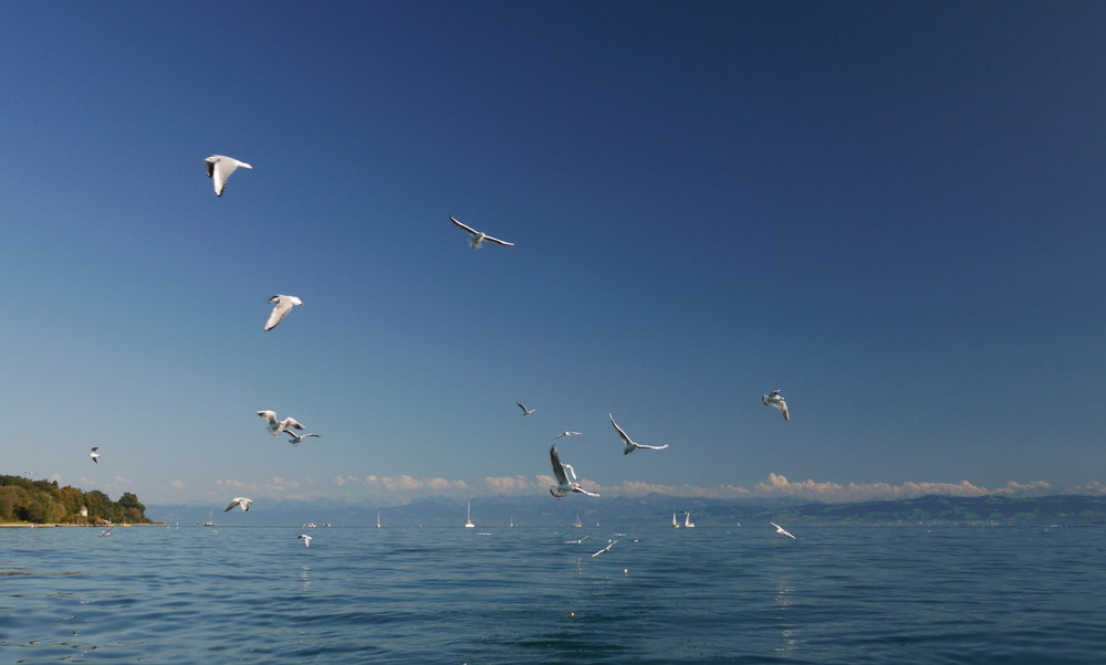 Möven auf dem Bodensee