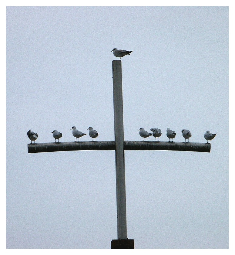 Möven auf Kreuz