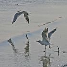 Möven auf Sylt