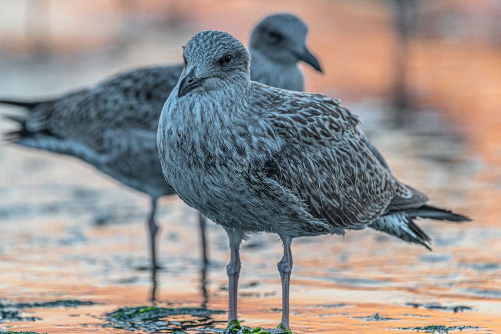 Möven Foto & Bild | tiere, wildlife, wild lebende vögel Bilder auf