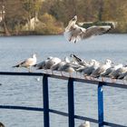 Möven-Baldeneysee-Essen