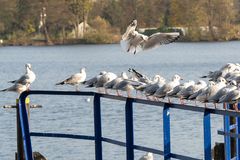 Möven-Baldeneysee-Essen