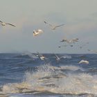 Möven bei Sturmböen auf Sylt