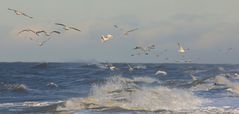 Möven bei Sturmböen auf Sylt